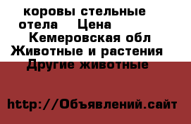 2 коровы стельные, 2 отела. › Цена ­ 55 000 - Кемеровская обл. Животные и растения » Другие животные   